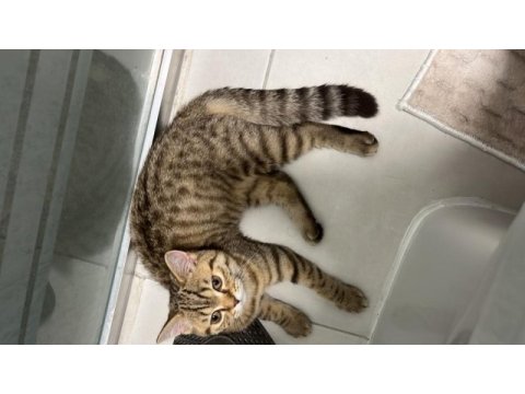 British shorthair golden tabby