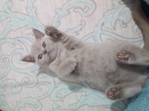 2 aylık dişi 3 tane british shorthair kedim