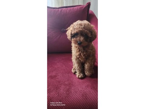 Toy poodle