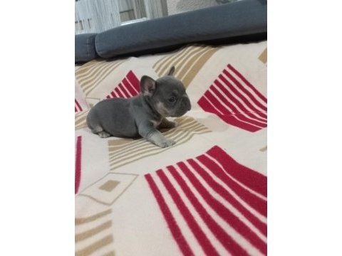 Eczotic bluetan.isabella taşıyıcı