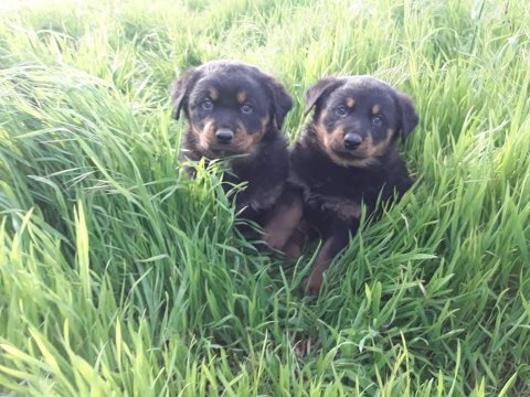 Koca kafa rottweiler bebekler