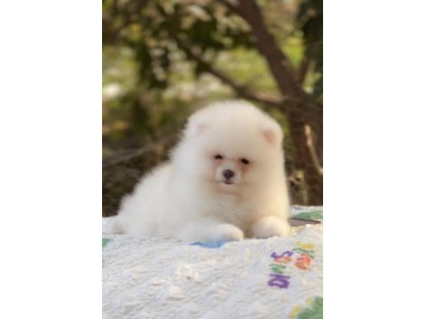 Pomeranian boo karbeyaz show class