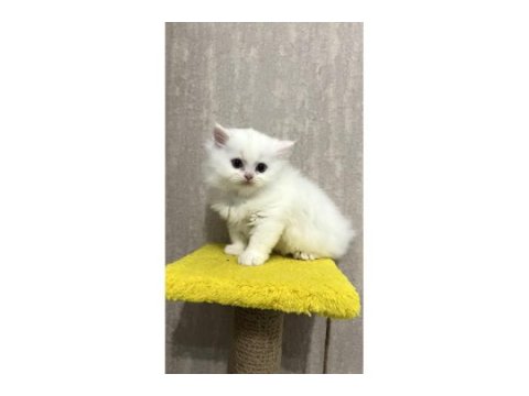 British longhair ve scottish fold