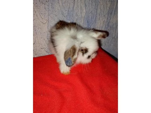 Teddy lop tavşan yavrular mavi göz