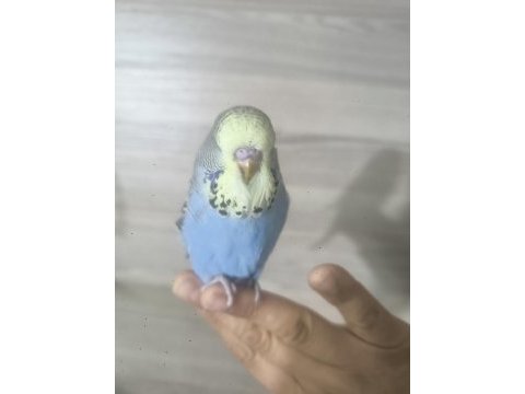 Bebek show muhabbet kuşu