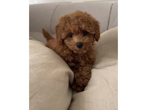Toy poddle köpeği teacup