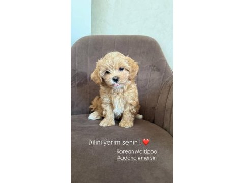 Minik korean eğitimli maltipoo yavrular