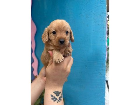 1 aylık maltipoo yavrularımız