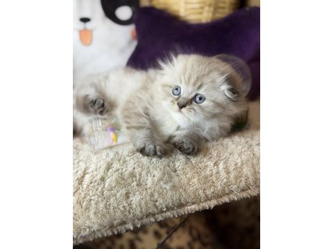 Safkan scottish fold