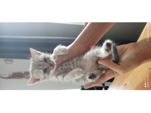 Scottish fold yavru