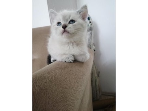 Blue point erkek british shorthair bebekler
