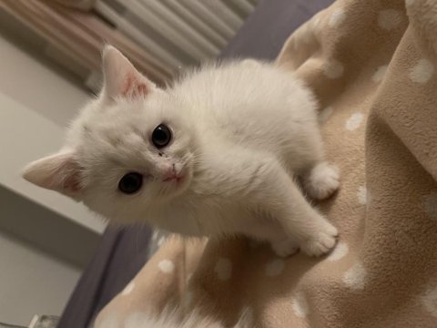 Beyaz british shorthair ve longhair