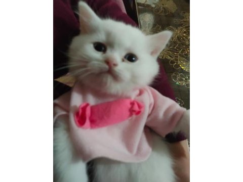 2 adet beyaz mavi gözlü teslime hazır british shorthair