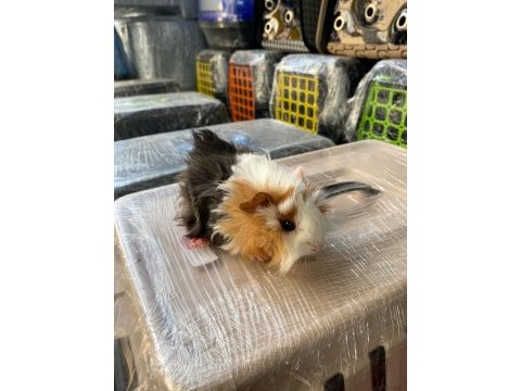 Guinea pig ler bebek