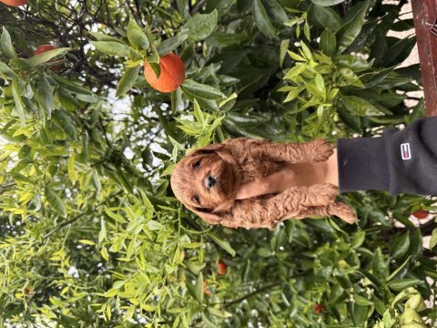 Toy poodle yavrular