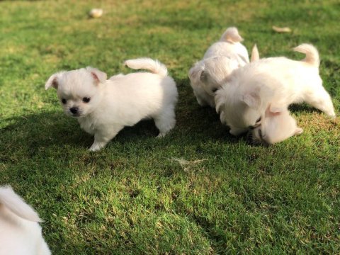 Sevimli chihuahua yavru