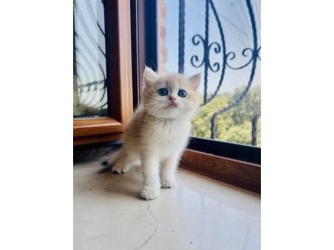 Saf kan golden british shorthair yavrular (wcf kayıtlı)