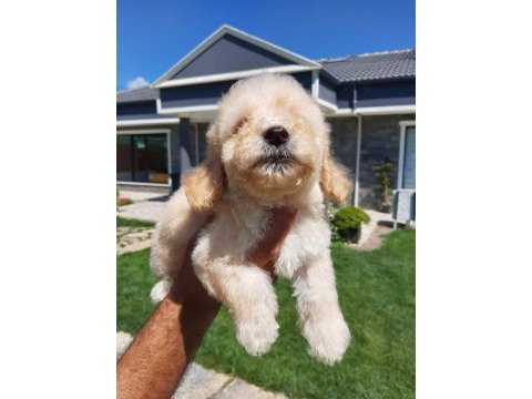 Tea cup maltipoo yavrulari sizleri bekliyor 
