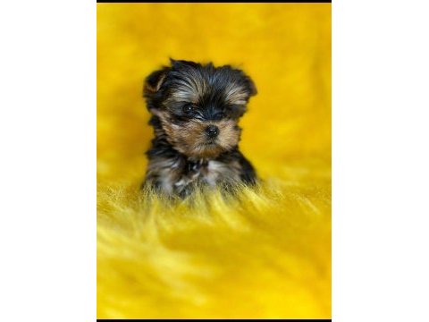 Yorkshire terrier yavrum teacup yeni yuvasını arıyor
