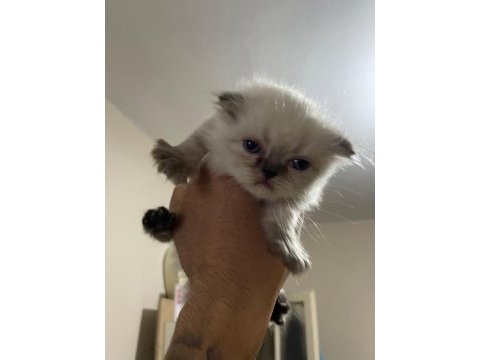 Rezerve scottish fold lynx point yavrular 25 günlük