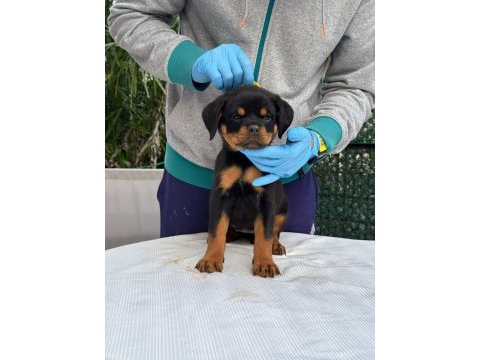 A şecere rottweiler bebekler