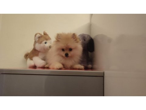 3 aylık dişi pomeranian