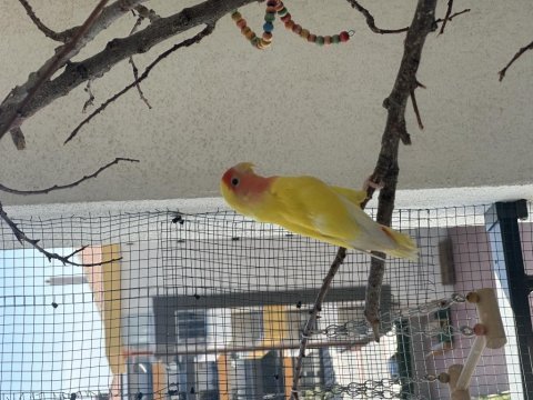 Dişi sevda papağanı 1 yaşında