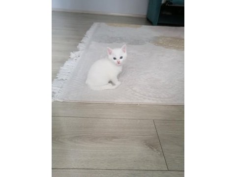 Kar beyaz ankara kedisi bebekler