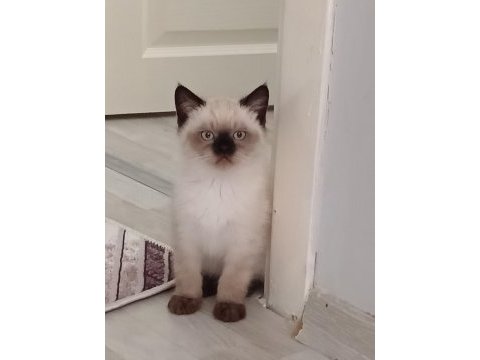 3 aylık yavru kedimizi sahiplendirmek istiyoruz