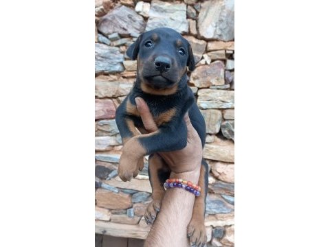 Doberman yavrular