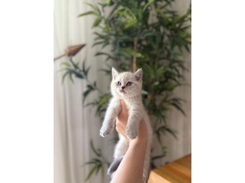 Brıtısh shorthair sılver point yavrularım 