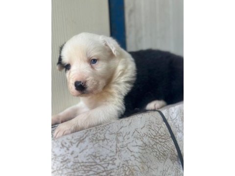 Zeka küpü border collie yavru