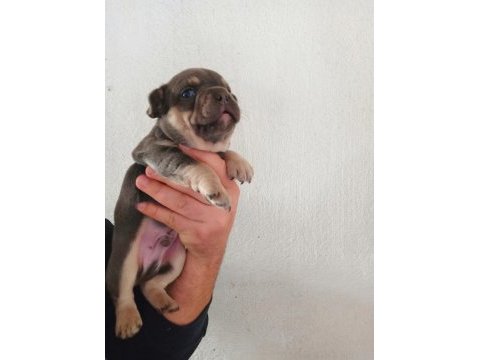Aşılı karneli ırk garantili fransız bulldog