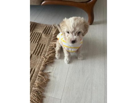 Maltipoo yavru