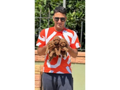 Mersininin seçkin poodle yavruları