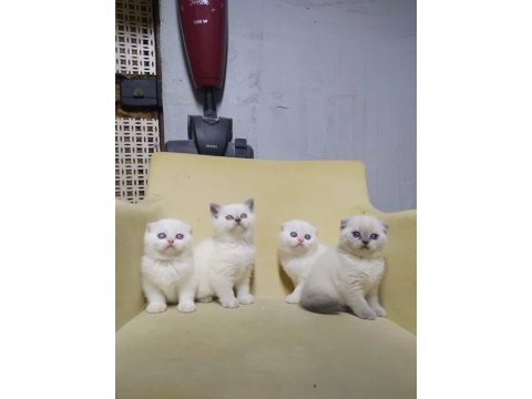Teslime hazır british shorthair
