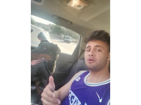 2 yaşında secereli dişi dobermann