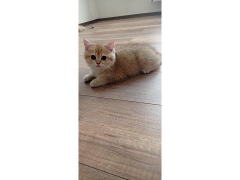 British shorthair golden ny11 cinsi erkek yavru kedi