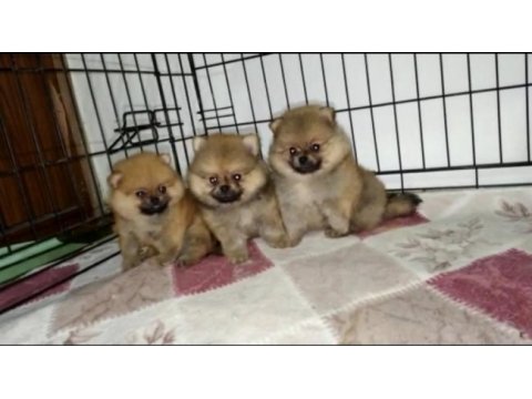 A kalite pomeranian boo teacup yavrular