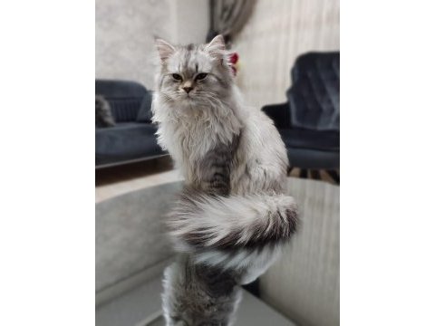 British longhair kedime eş arıyoruz