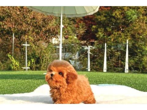 Korean toy poodle yavrularım