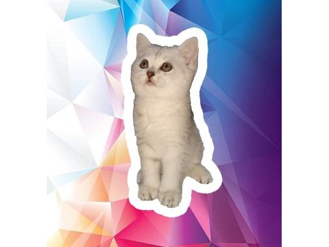2 aylık güzeller güzeli silver tabby dişi scottish