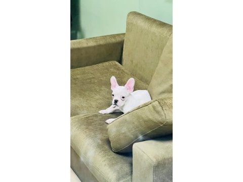 Kar beyaz french bulldog
