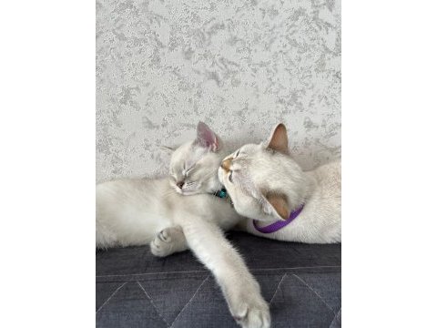 3 aylık erkek british shorthair