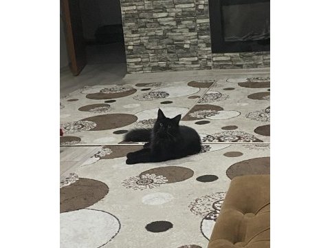 Koca maine coon bebekler