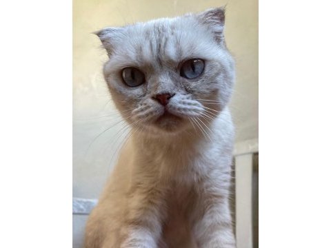 Acil scottish fold