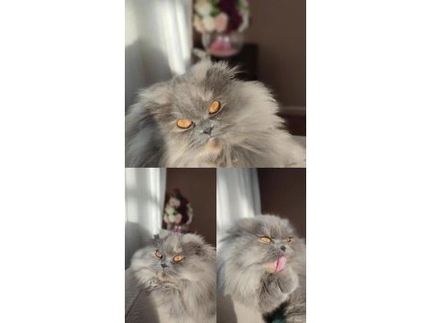 American shorthair british dişi
