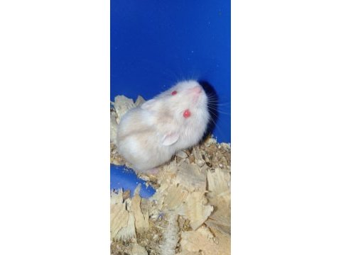 Özel sarı beyaz parçalı renk gonzales hamster
