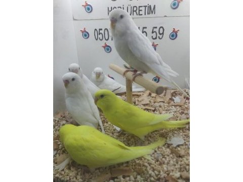 Yavru muhabbet kuşlar