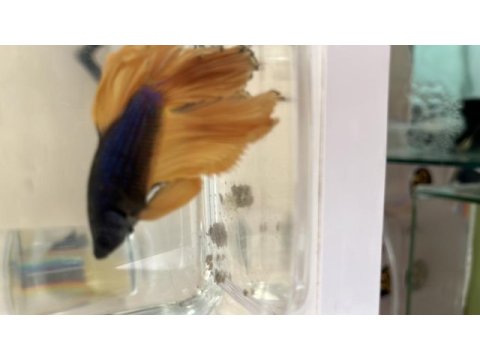 Karaağaç mezarlığı karşısı meydan petshop balıklar